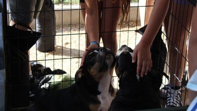 Alcorcón celebra San Isidro 'Ladrador' con una feria de adopción